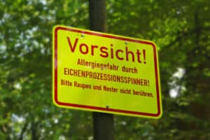 Eichenprozessionsspinner