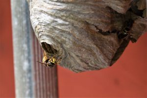 Wespen im Sommer