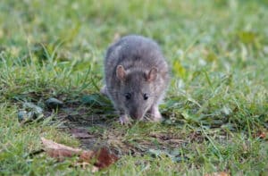 Ratten im Garten