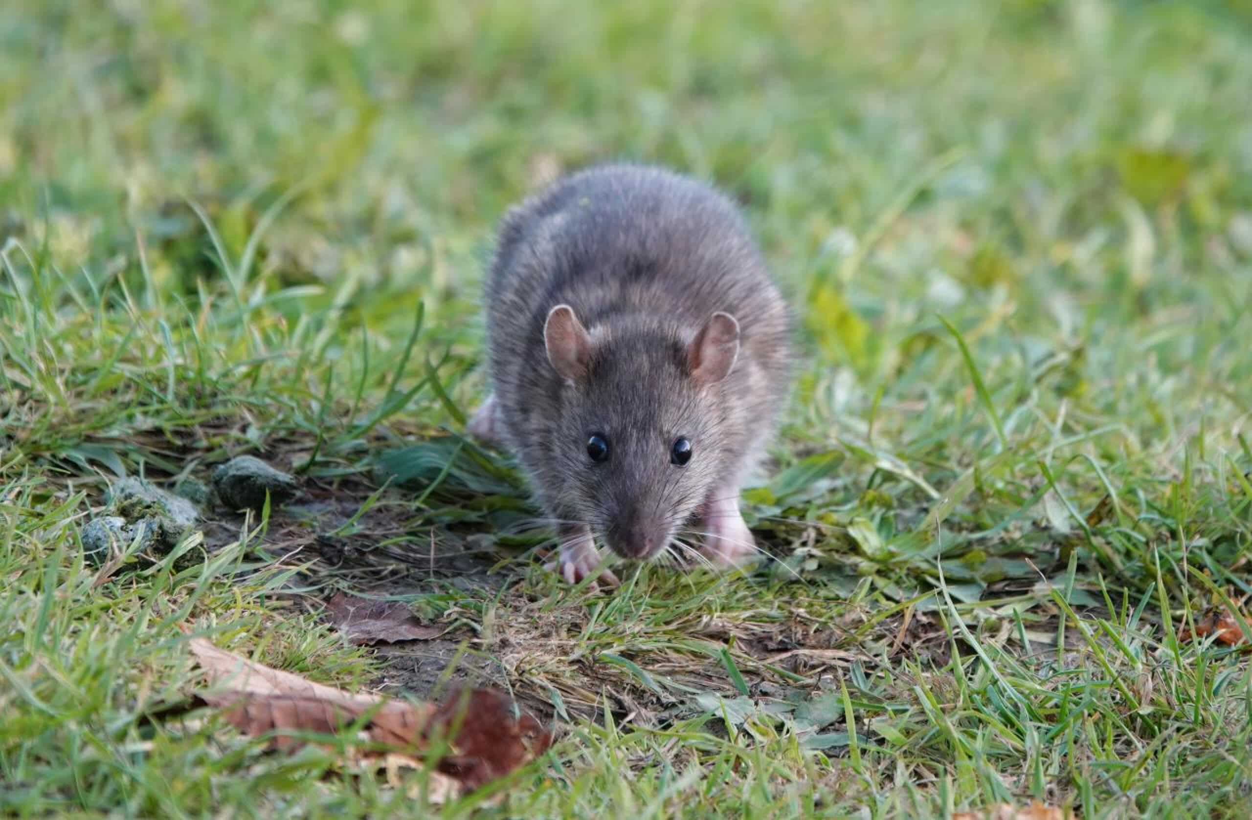 Ratten im Garten