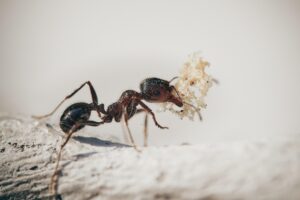 Tapinoma magnum