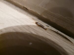 Gray silverfish