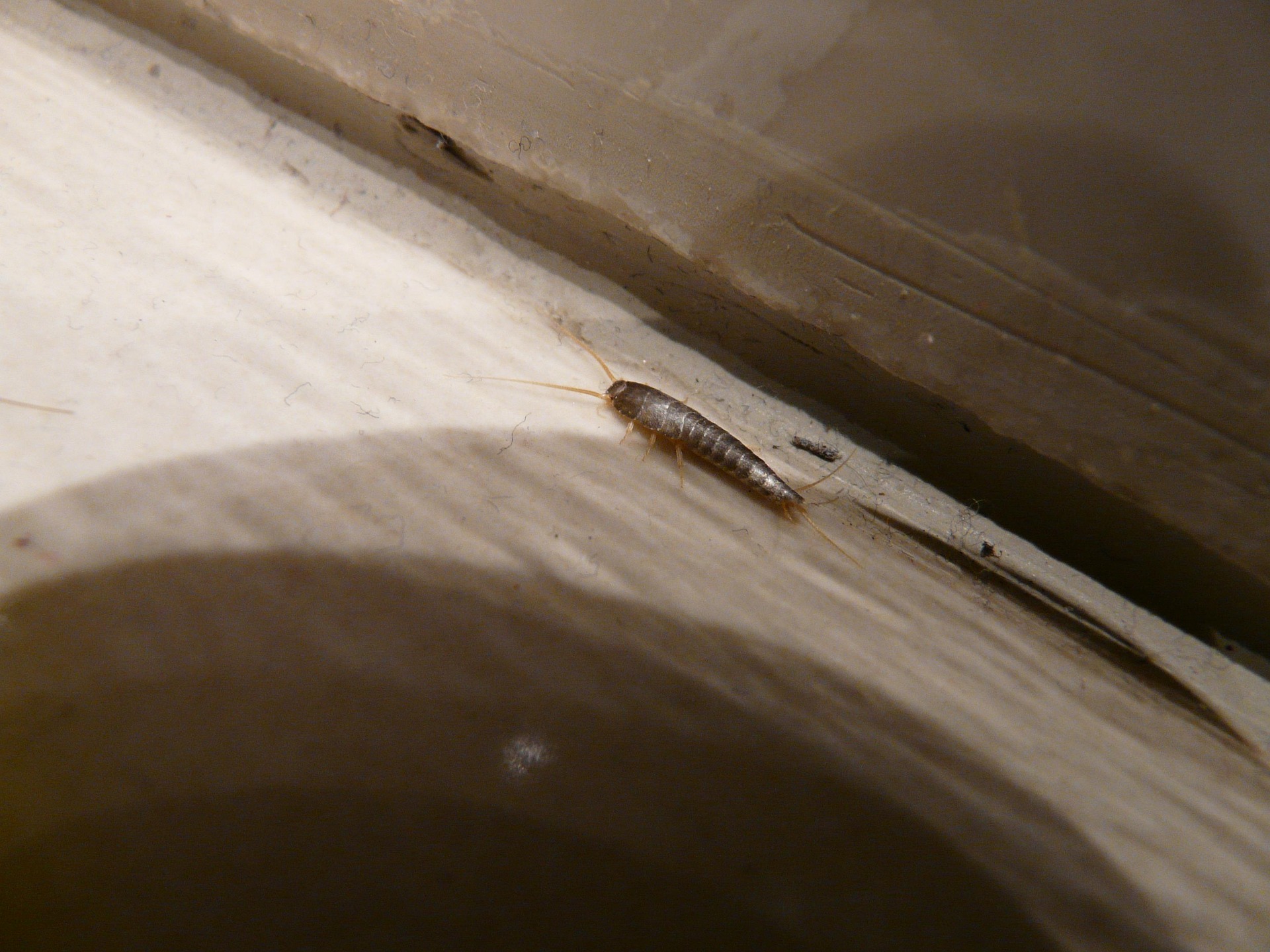 Gray silverfish