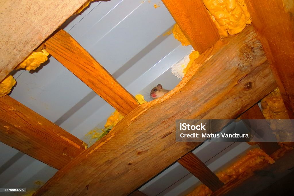 Mäuse in der Zwischendecke