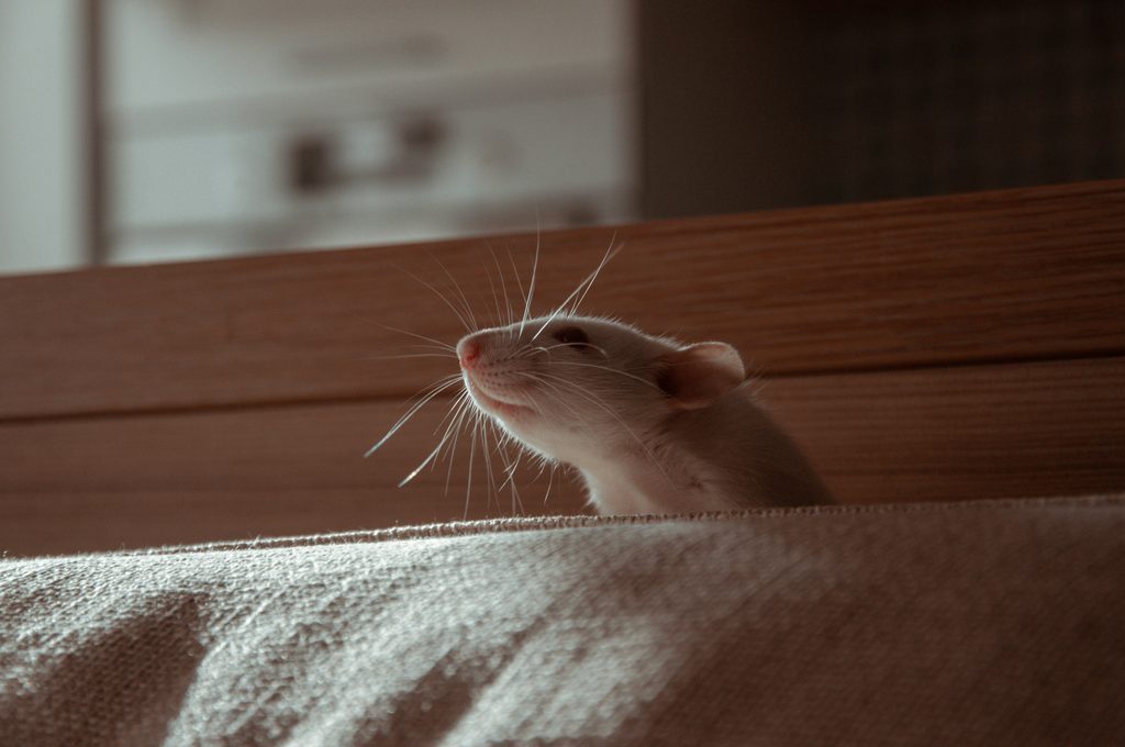 Ratte