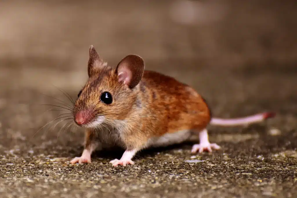 Maus, Ratte, Marder und Siebenschläfer – Geräusche im Vergleich