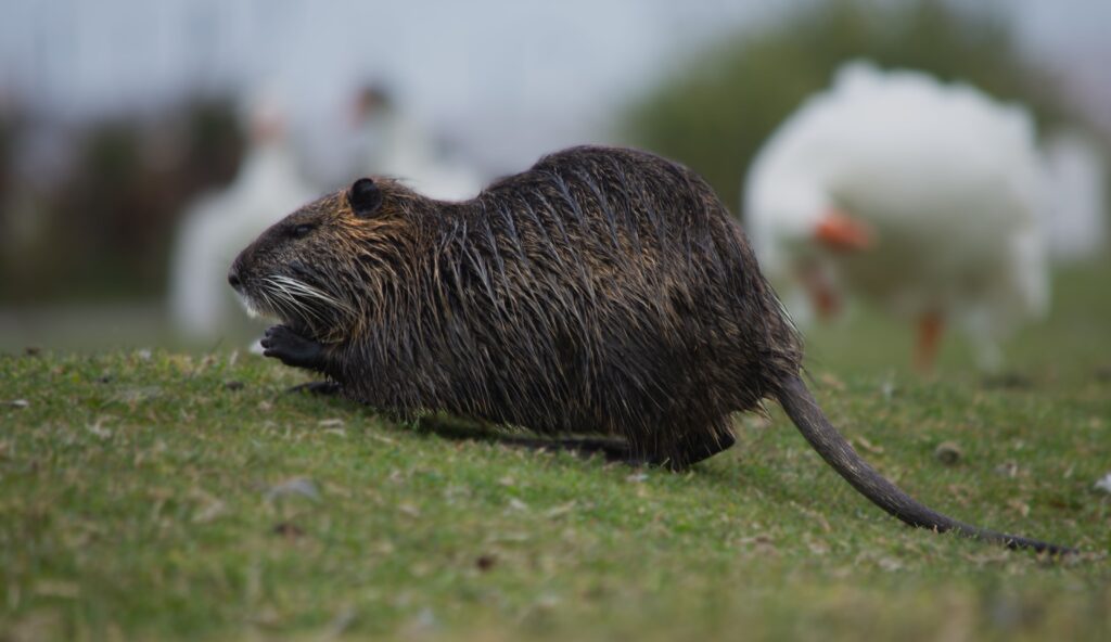 Ratten im Abflussrohr