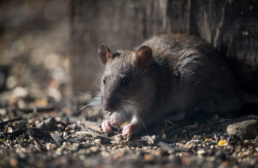 Ratten im Abfluss Ursache im Abwassersystem systematisch prüfen