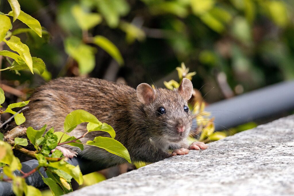 Wie viele Ratten sind da, wenn man eine sieht?