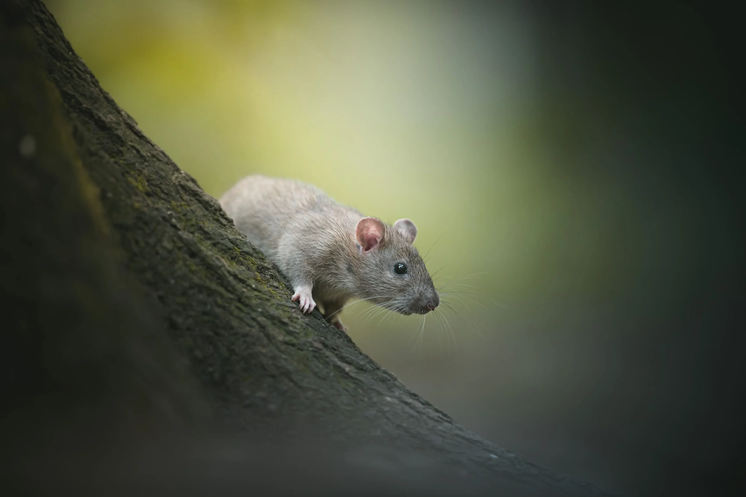 ratten im winter