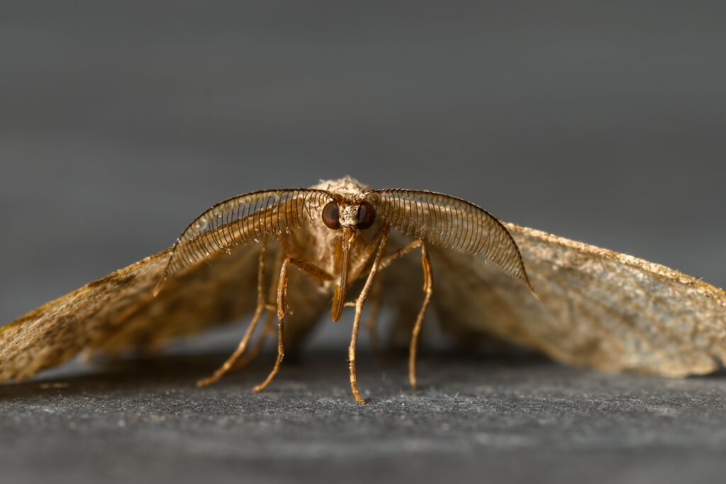 Kammerjäger gegen Lebensmittelmotten