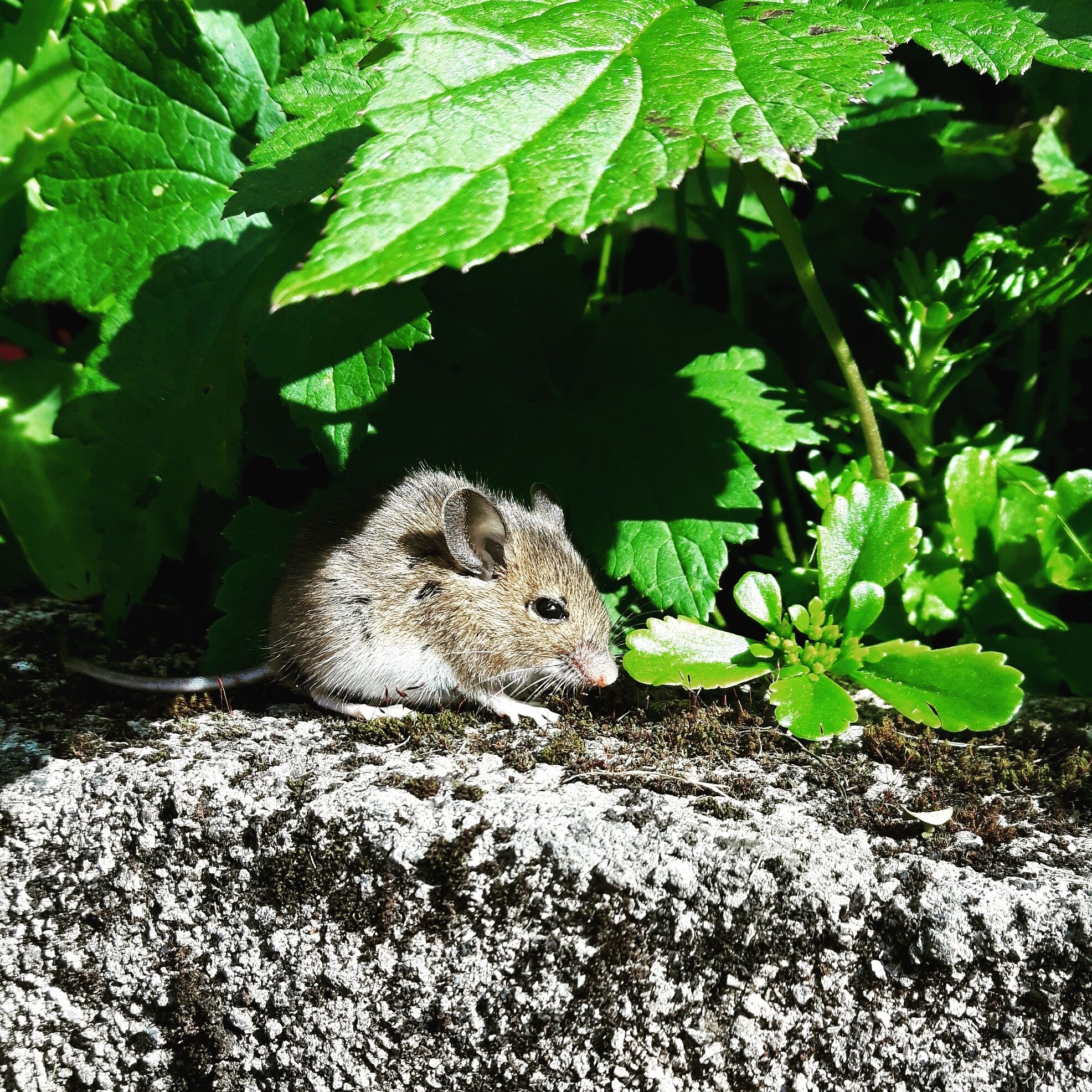 Ratten Geräusche nachts