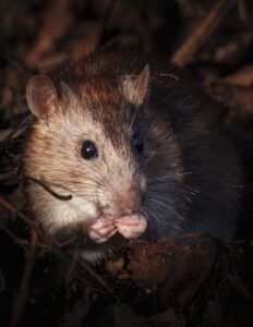 Ratten im Herbst