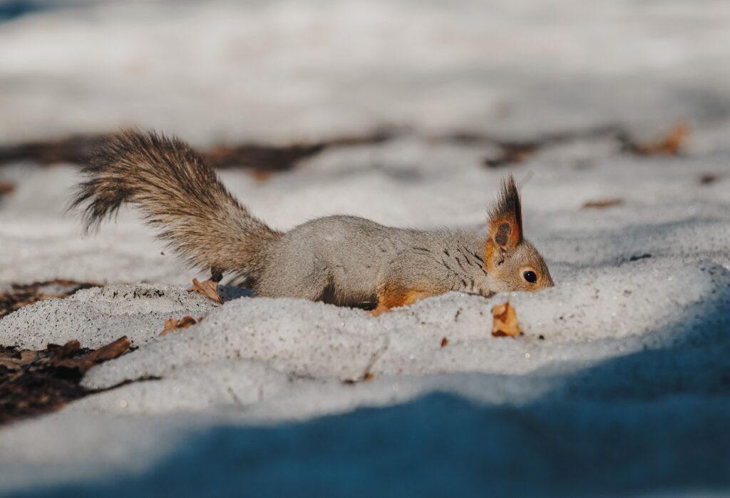 Wie verhindere ich einen neuen Winterbefall