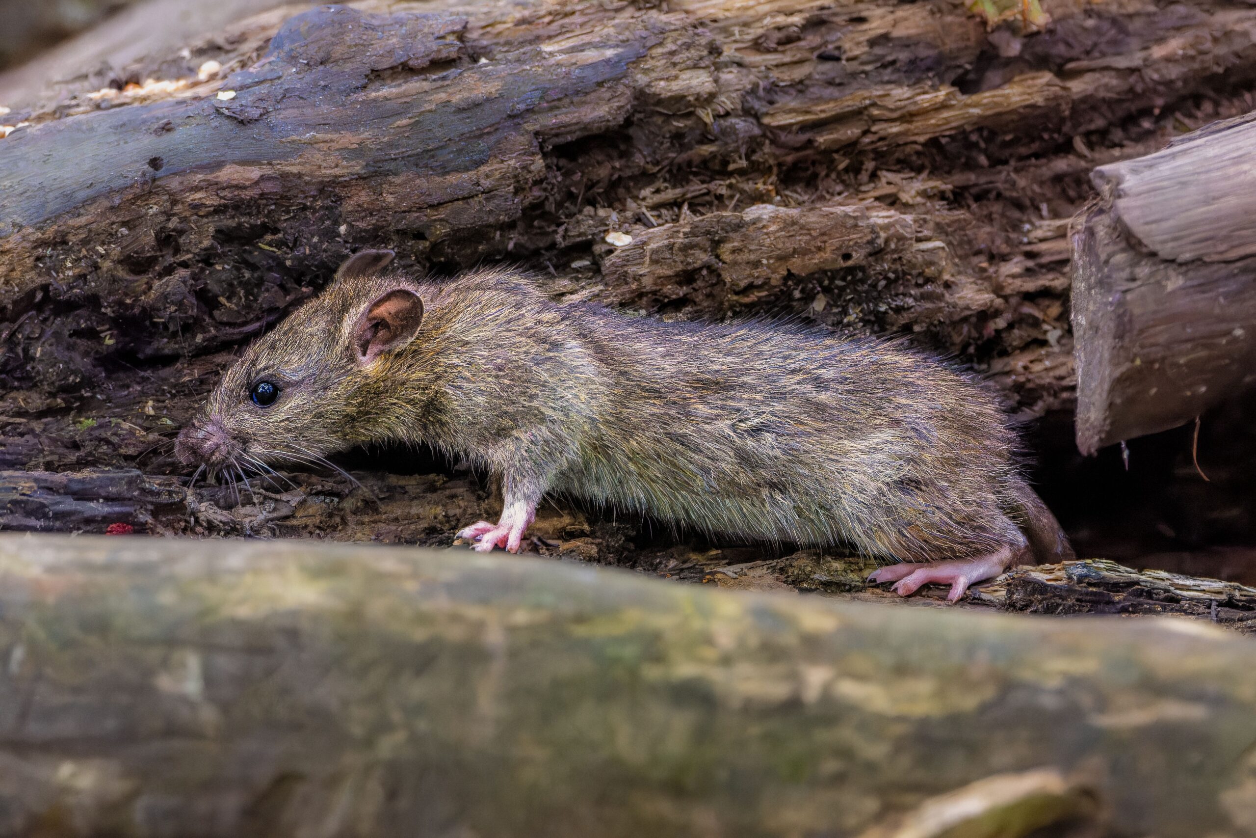 Wie kommen Ratten ins Haus
