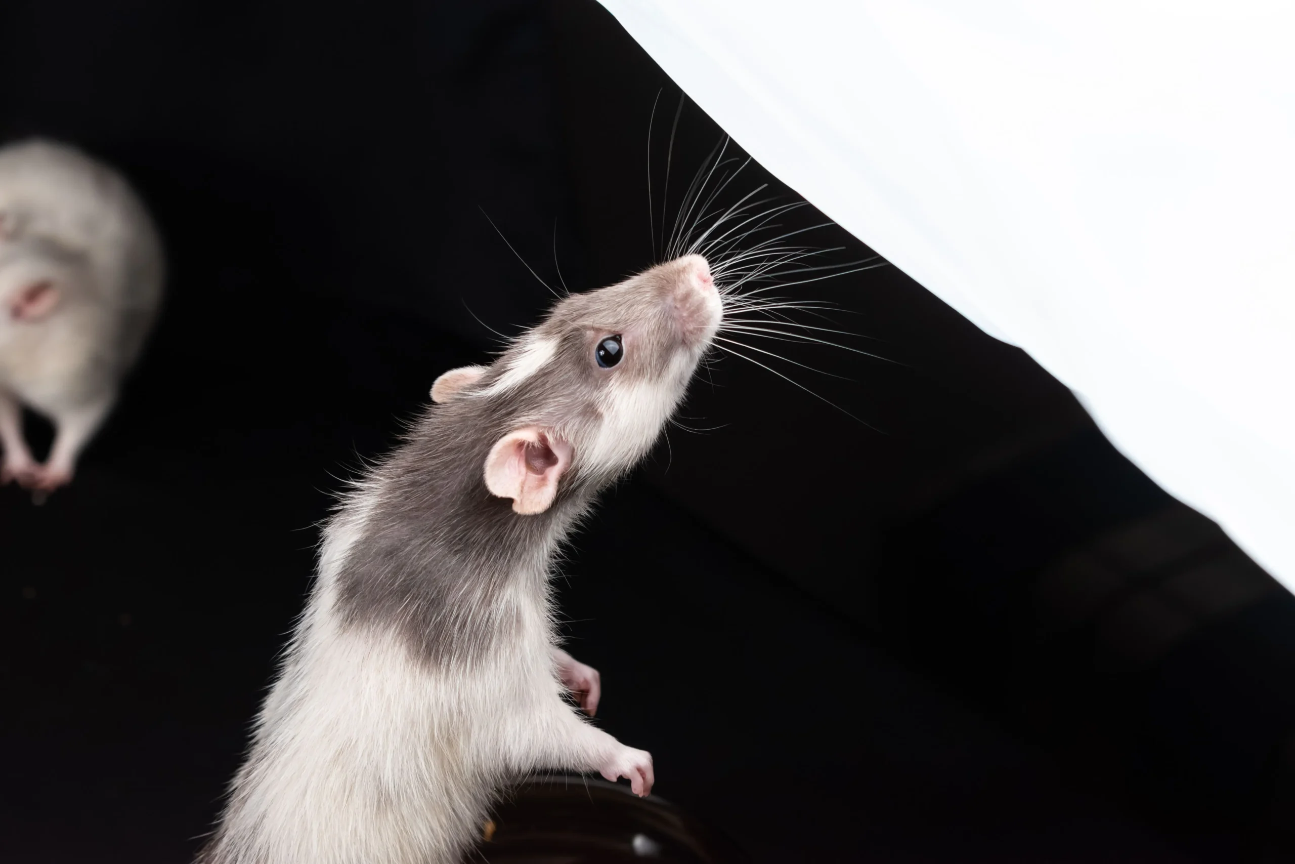 Wer zahlt Kammerjäger bei Ratten