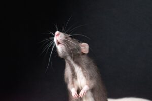 Dauerbeköderung Ratten 2026