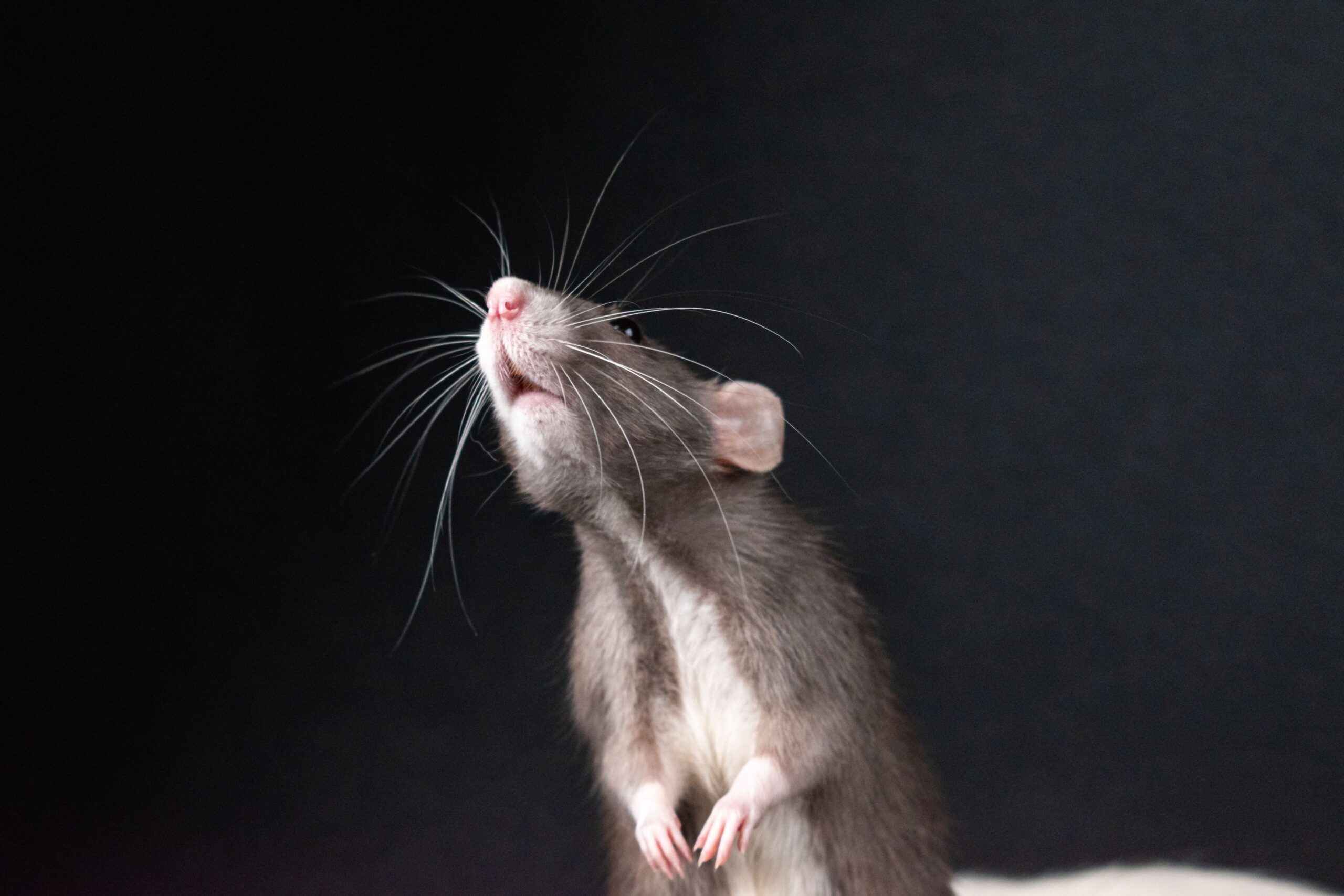Dauerbeköderung Ratten 2026