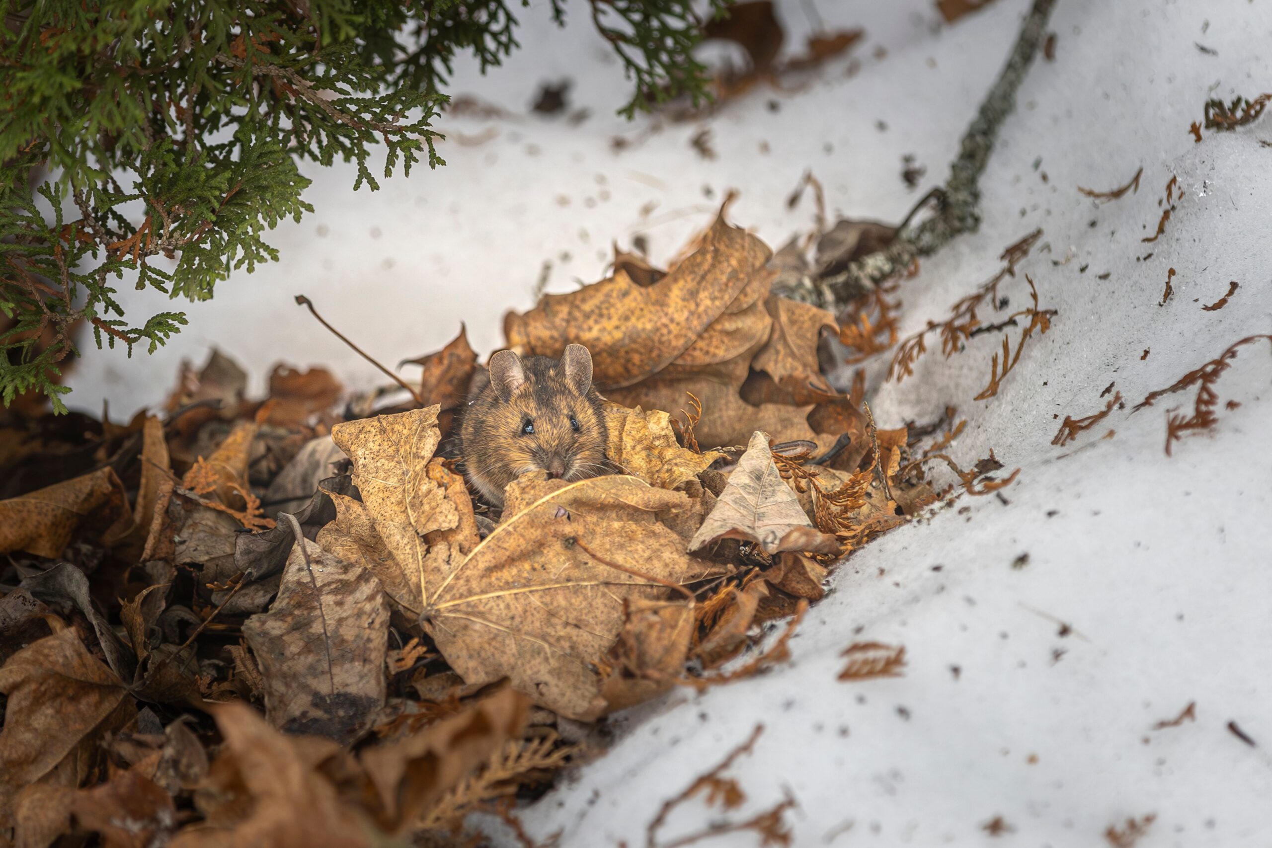 Mice in Winter