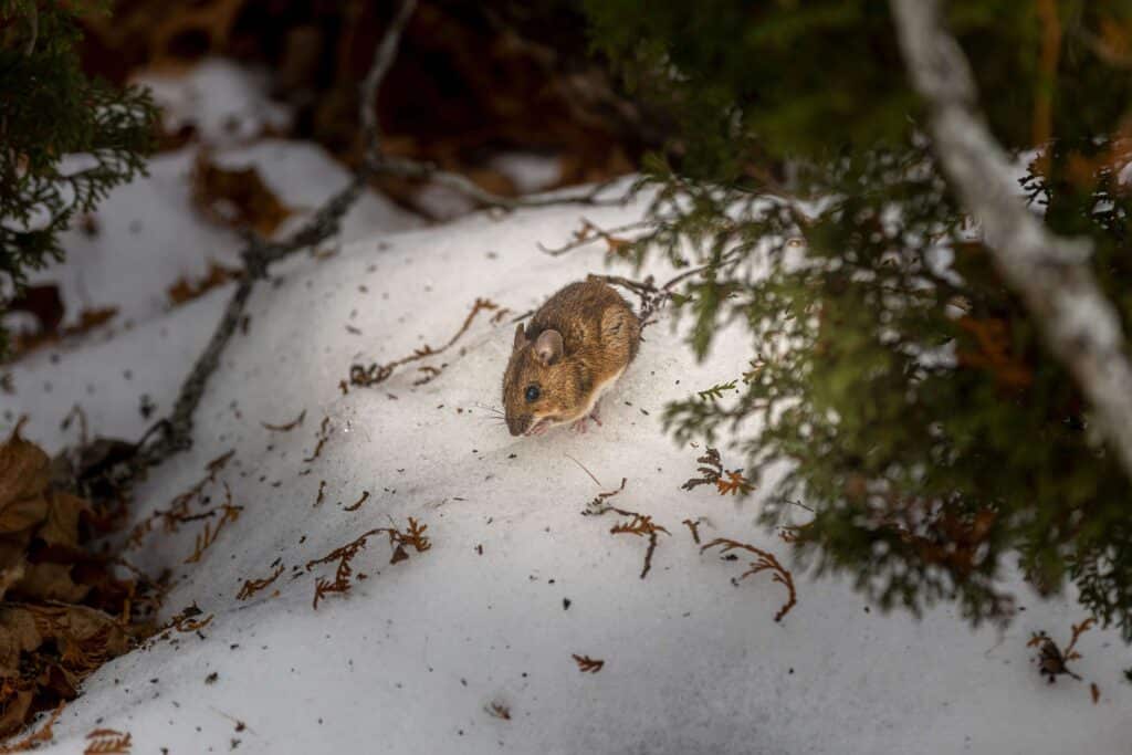 Mäuse im Winter aktiv – Verhalten in der kalten Jahreszeit