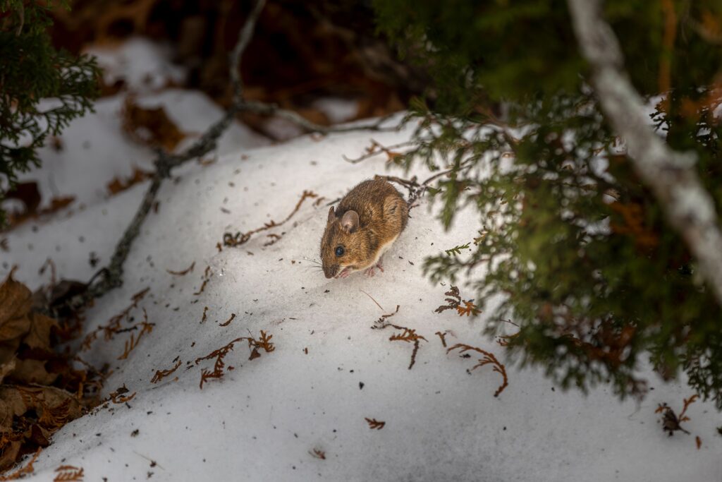 Mäuse im Winter Junge