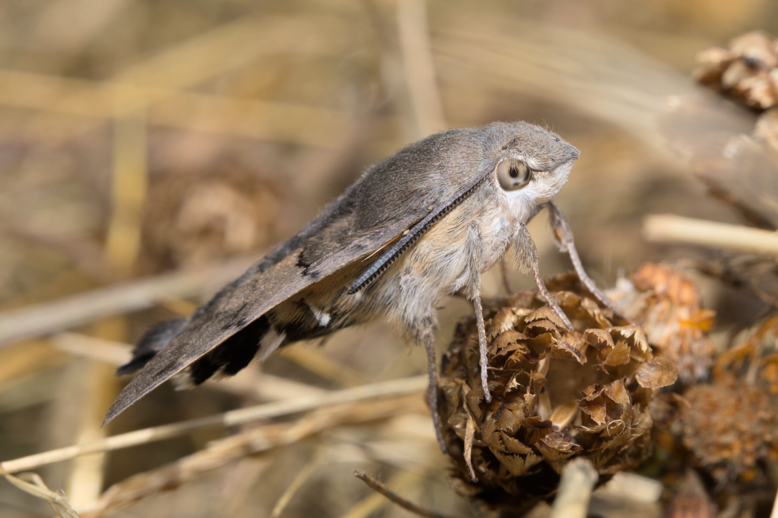 Identifying pantry moths