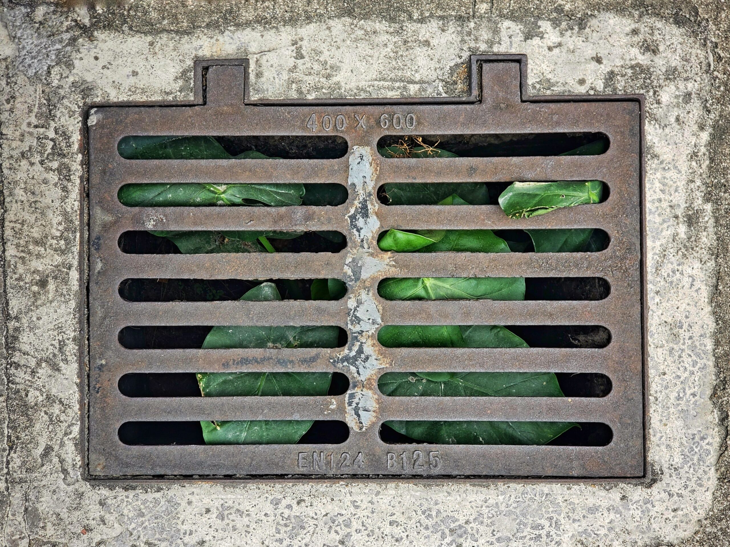 Rat barrier and backwater valve against rats from the sewer system