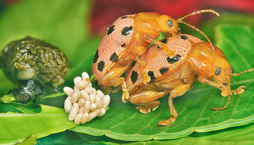Eier, Larven und Puppen