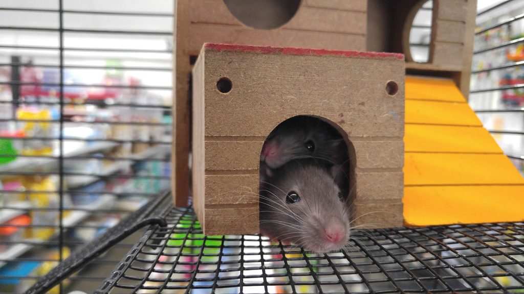 sich Ratten im Haus