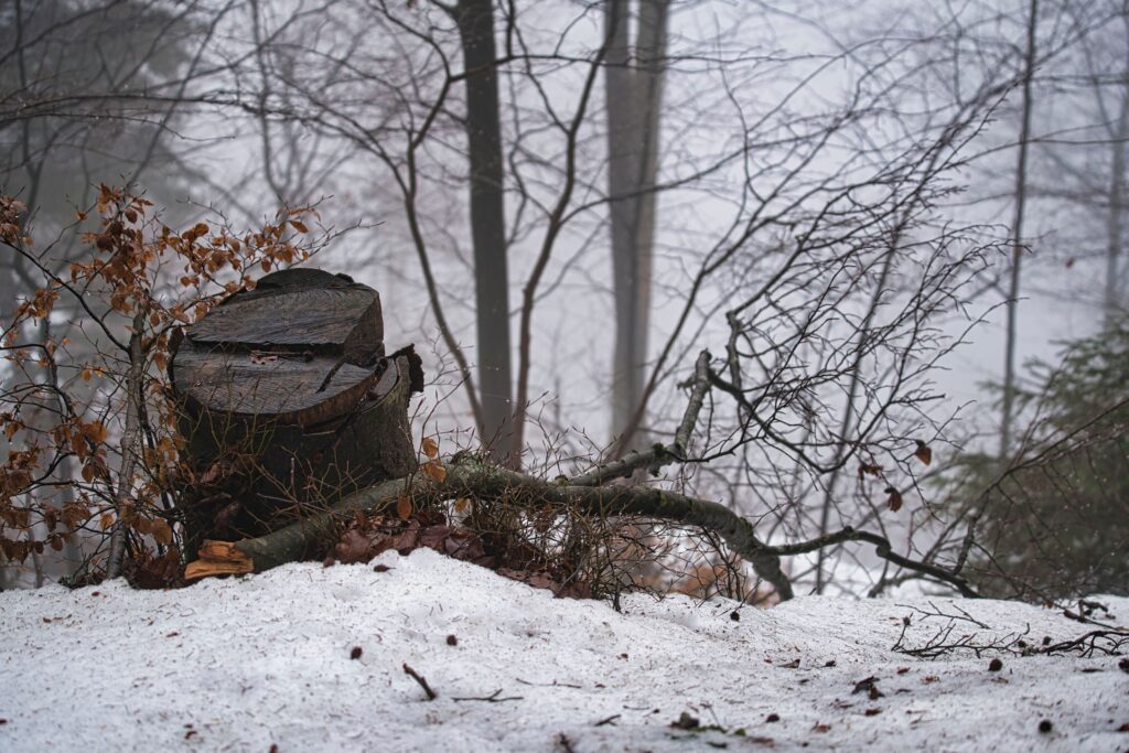 Typische Rattenverstecke im Winter