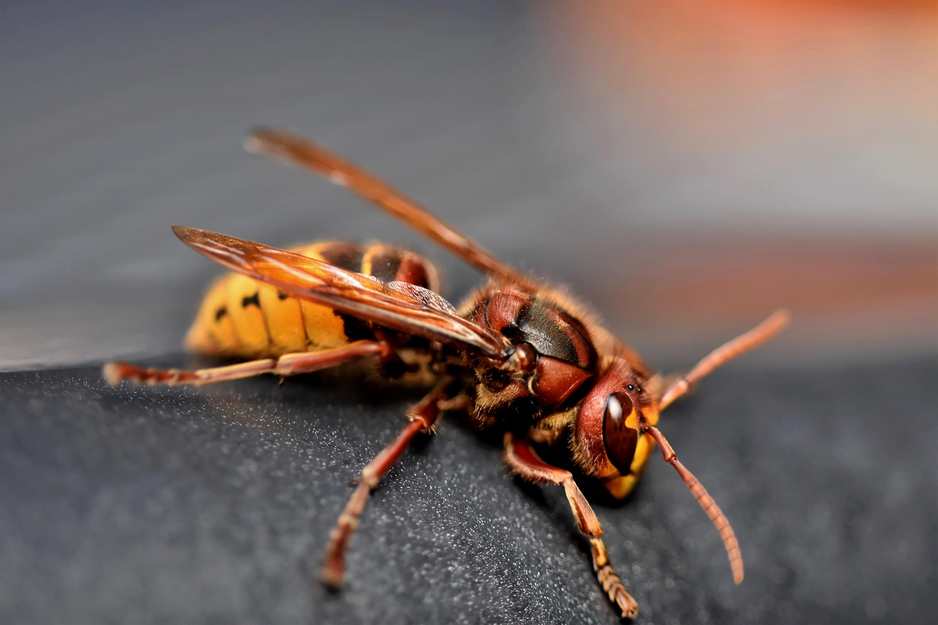 Identifying the Asian hornet