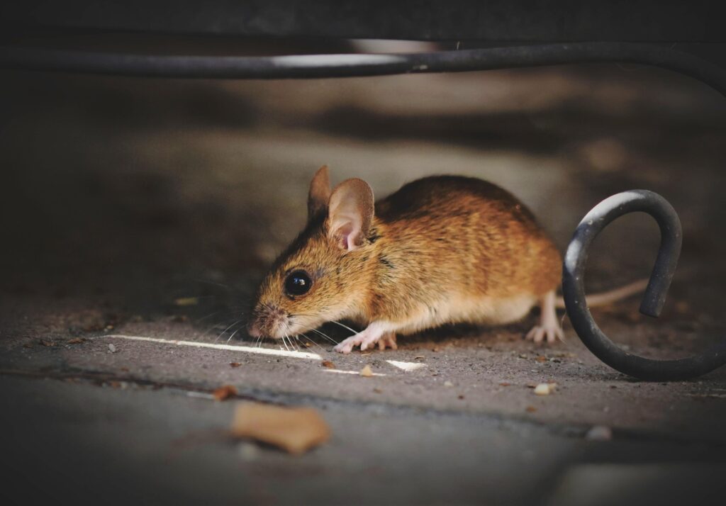 Mäuse in der Zwischendecke loswerden