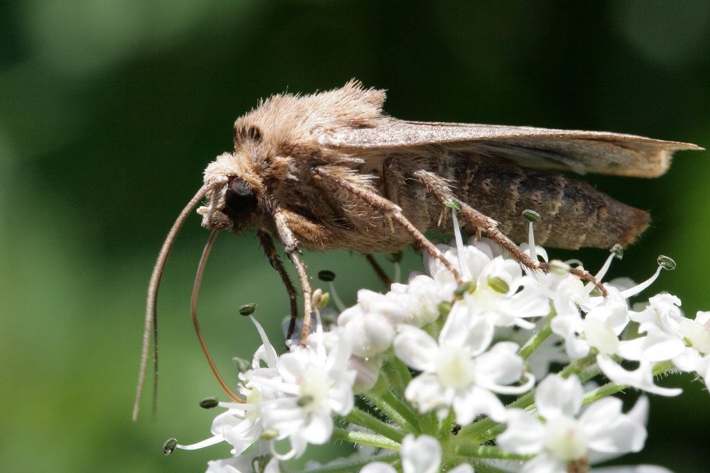 Lebensmittelmotten überhaupt